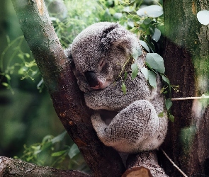 Koala, Drzewo