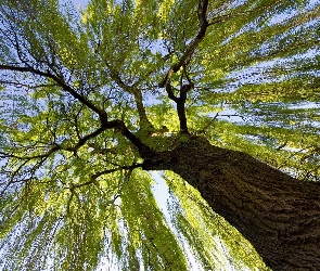Drzewo, Gałęzie