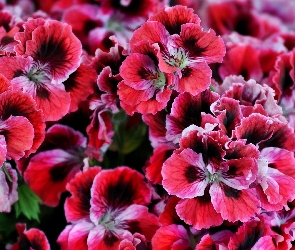 Pelargonia, Angielska