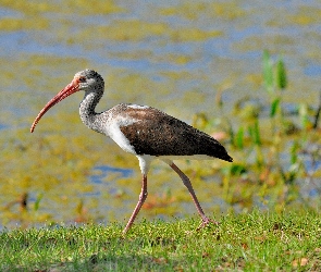 Woda, Rośliny, Ibis