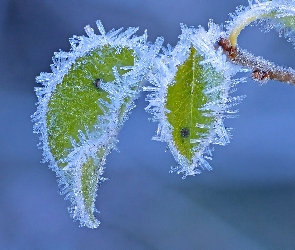 Listki, Oszronione