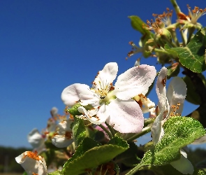Jabłoni, Kwiat