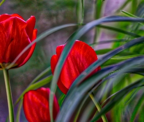 Tulipany, Liście