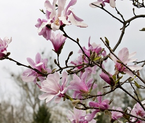 Różowa, Magnolia