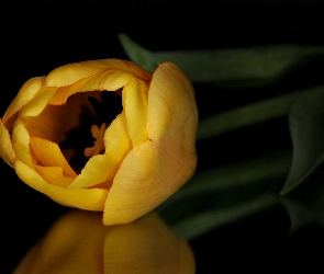 Żółty, Tulipan