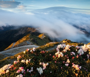 Mgła, Kwiaty, Góry