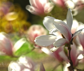 Różowy, Kwiat, Magnolia