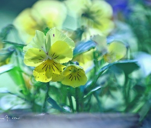 Bratki, Kwiaty, Żółte