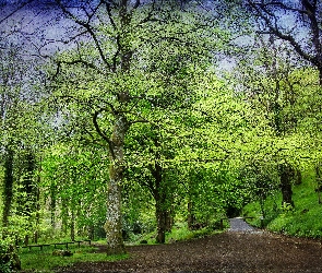 Las, Dróżki, Wiosna