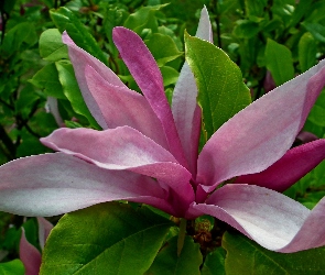 Krzewy, Magnolia, Przyroda
