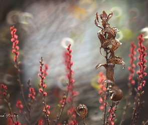Pąki, Liście, Sucha, Roślina