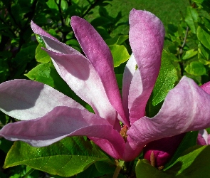 Magnolia, Krzew