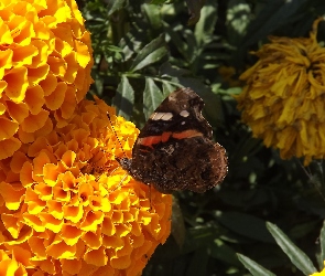 Pomarańczowe, Motyl, Hortensje