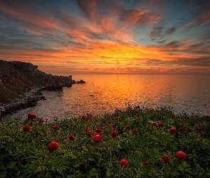 Bułgaria, Zachód słońca, Piwonie, Wybrzeże, Kwiaty, Morze Czarne
