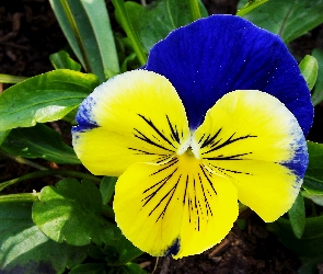Liście, Ogród, Dwukolorowy