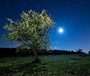 Noc, Łąka, Gwiazdy, Drzewo, Księżyc