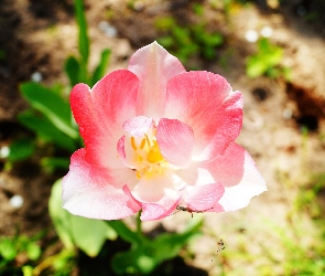 Kwiat, Różowy