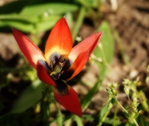 Tulipan, Mały