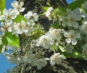 Przyroda, Czereśnia, Owocowe, Drzewa