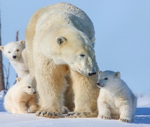 Niedźwiedź, Śnieg, Młode, Polarny