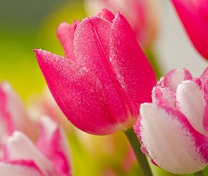 Różowe, Tulipany, Biało