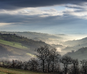 Mgła, Panorama, Drzewa, Rano