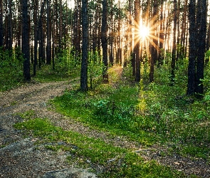 Słońce, Droga, Las