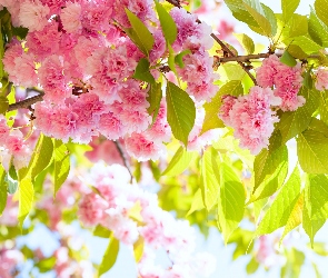 Gałąź, Wiśnia japońska, Drzewo Owocowe, Kwiaty