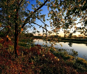 Wiosna, Staw, Kwitnące, Drzewo