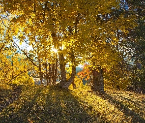 Promienie, Słońca, Drzewa
