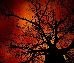 Słońca, Drzewo, Zachód