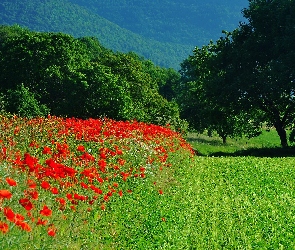 Wzgórze, Lato, Maki, Drzewa, Pole