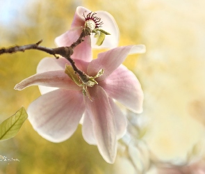 Różowa, Krzew, Magnolia