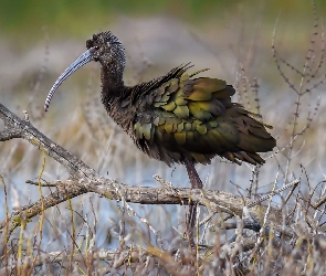 Ibis, Woda, Gałęzie