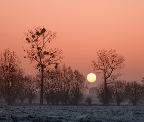 Zachód słońca, Drzewa