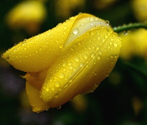 Wody, Krople, Żółty, Tulipan