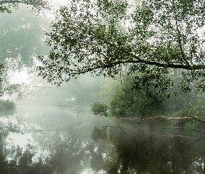 Rzeka, Drzewa, Mgła