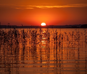 Trzciny, Słońca, Jezioro, Zachód