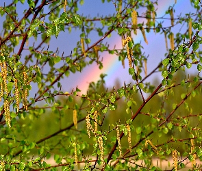 Tęcza, Brzozy, Kwitnące, Drzewo