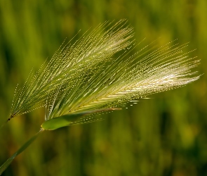 Kłosy, Zboża, Zielone