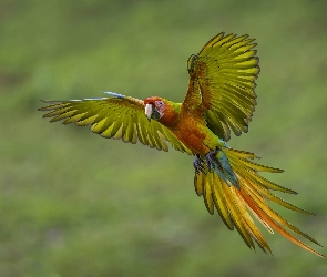 Papuga, Lot, Kolorowa