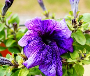 Kwiat, Pączki, Petunia