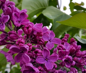 Purpurowy, Bez