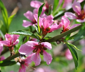 Różowa, Magnolia, Kwitnąca