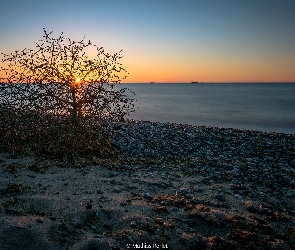 Morze, Zachód słońca, Wybrzeże, Kamienie, Drzewo