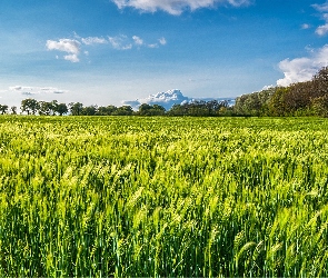 Chmury, Drzewa, Pole, Zboże