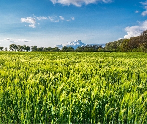 Pole, Chmury, Drzewa, Zboże