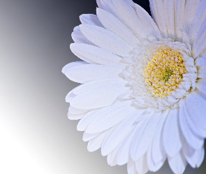Gerbera, Kwiat