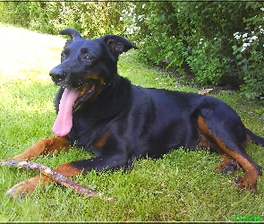 jęzor, kij, Owczarek francuski Beauceron