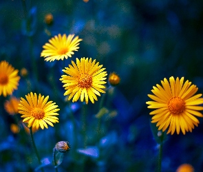 Żółte, Omieg, Kwiaty